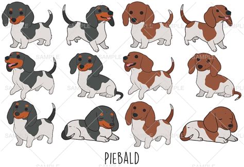 Dachshund Clipart Vector Svg Eps Png Clip Art Uso Comercial