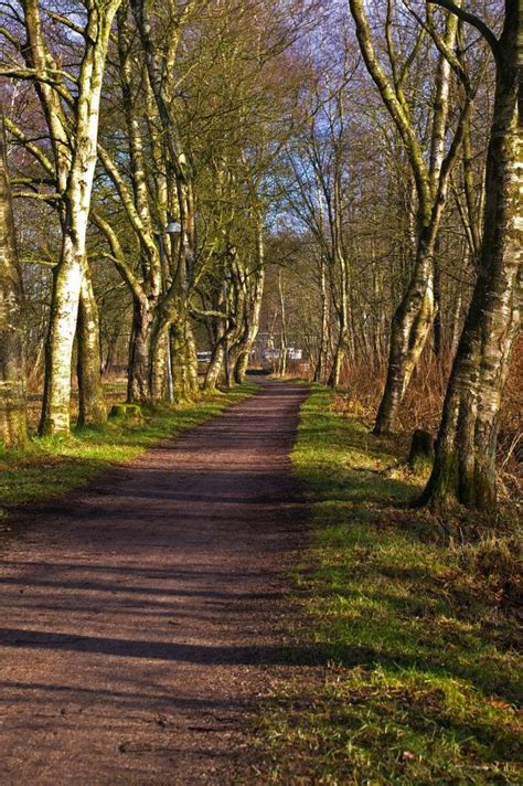 Fotos gratis árbol naturaleza bosque césped rama ligero planta