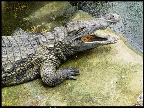 Opiniones de Crocodylidae