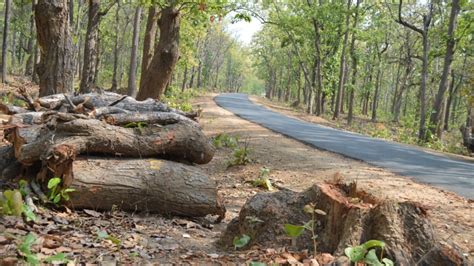 Odisha Cut Crore Trees To Widen Roads In Years Planted Only