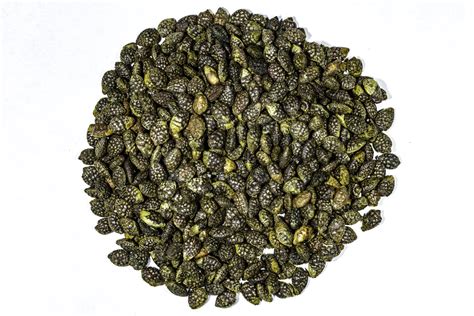 Passiflora Caerulea Seeds Ndg Botanicals