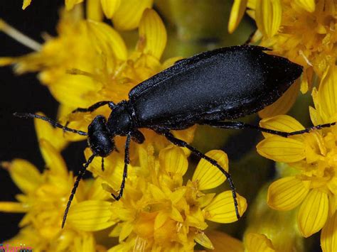 Black Blister Beetle - Epicauta pennsylvanica - North American Insects ...