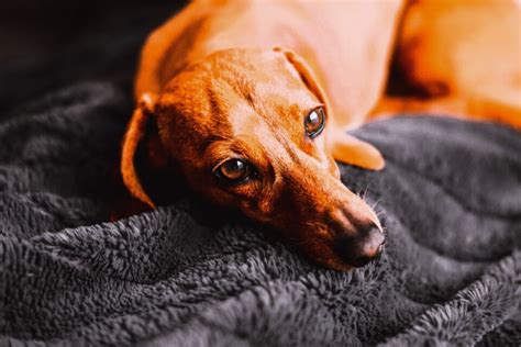 Quando Il Cane Vomita Cause E Soluzioni Per Un Problema Frequente