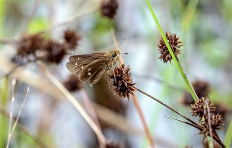 Twin Spot Skipper Project Noah