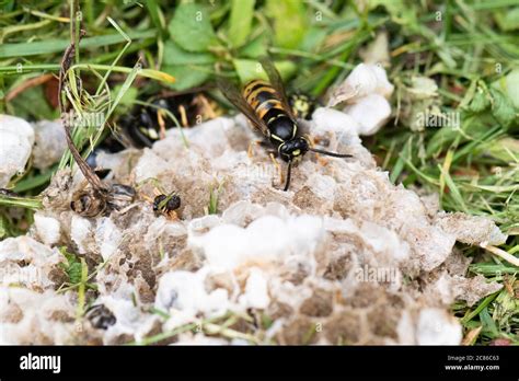 Wasp Nest Destroyed In Compost Bin Hi Res Stock Photography And Images