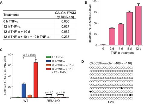 Figures And Data In Sustained Tnf Stimulation Leads To