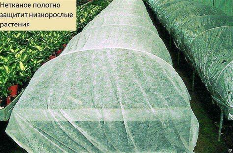 Тополиная моль в квартире как от нее избавиться - Советы домашнему ...