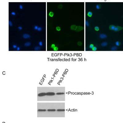 Abnormal Mitoses Induced By Ectopic Expression Of Plk3 PBD A HeLa