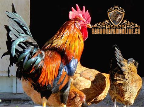 Tips Memilih Indukan Ayam Aduan Terbaik Tips Sabung Ayam Online Maxbet303