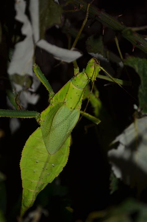 Phasmatodea | Mantids, Phasmids and more