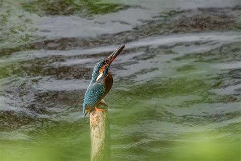 Pond Animals: 21 Animals That Live In Ponds | Misfit Animals