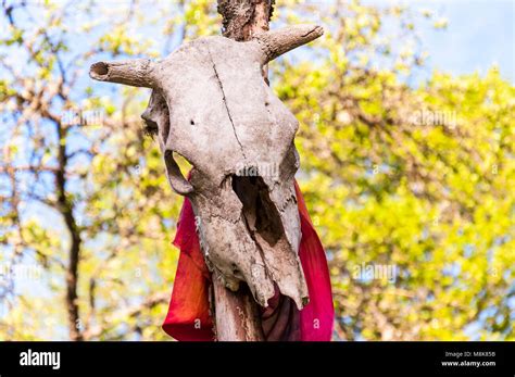 Spooky Cow Skull With Red Textile Rag Stock Photo Alamy