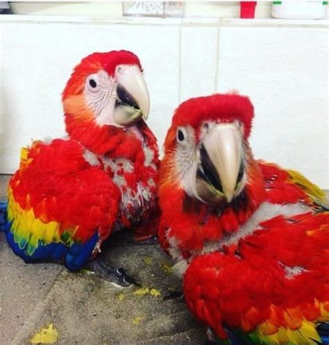 Parrots And Exotic Birds For Sale In Australia Scarlet Macaws