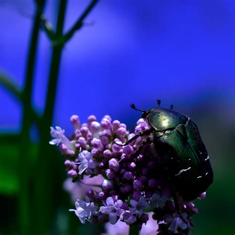 Escarabajo Flores Insecto Foto Gratis En Pixabay Pixabay