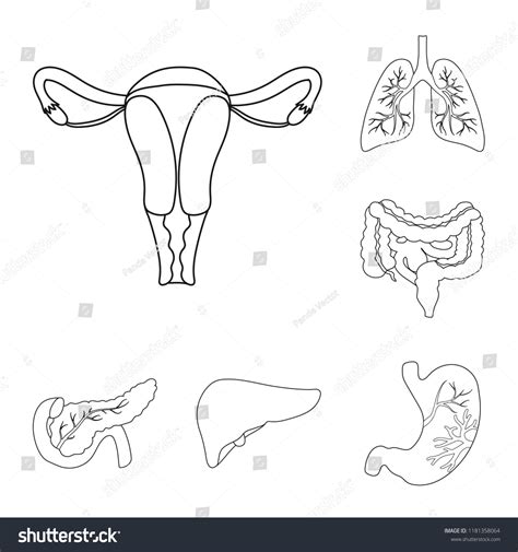 Internal Organs Of A Human Outline Icons In Set Royalty Free Stock