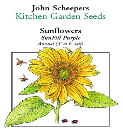 Sunflower Parts And Functions