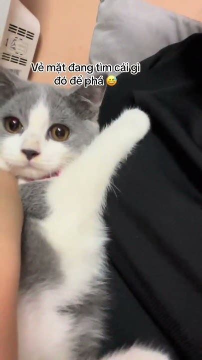 Cái Mặt đang Tìm đồ để Phá Nè Cô Chú Cat Catvideos Meow Pets Cats