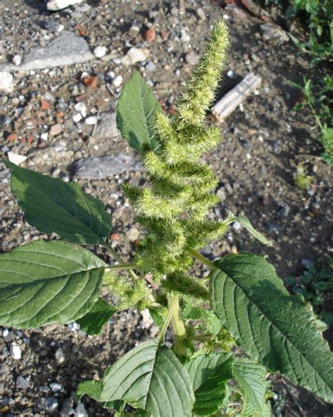 Amarante Plante Medicinale Amarante Plantes Sauvages