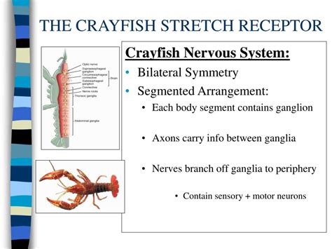 sensory physiology powerpoint    id