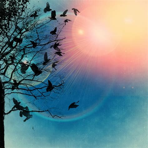 Птица Солнце Картинки – Telegraph