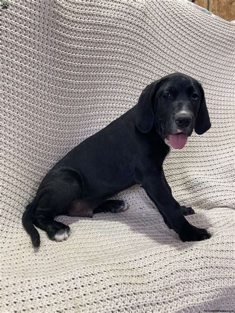 Hunter - Great Dane Mix Puppy For Sale in Pennsylvania