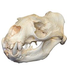 Replica Steller Sea Lion Skull (Male) — Skulls Unlimited International ...