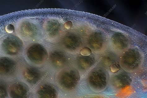 Daphnia Water Flea With Embryos Light Micrograph Stock Image C049