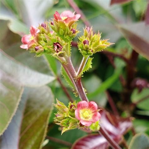 Premium Ai Image A Plant With A Yellow Flower And Green Leaves