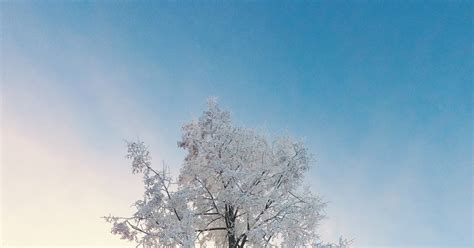 Волшебное дерево | Пикабу