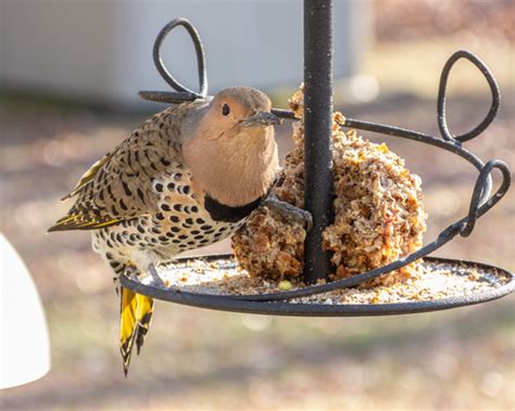 Northern Flicker - FeederWatch