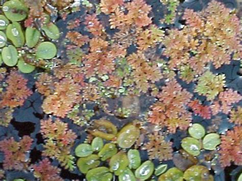 Азолла каролинская (Водяной папоротник) (Azolla caroliniana ...