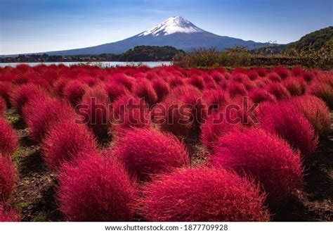 3,844 Mt Fuji Five Lakes Images, Stock Photos & Vectors | Shutterstock