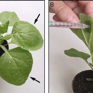 Agrobacterium Infiltration Of Nicotiana Benthamiana Leaves A A