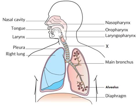 Respiratory System Labeled Model