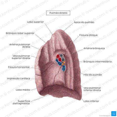 Qual A Classe Gramatical Que Está Dentro Do Pulmão - Embriologia do pulmão: Anatomia, artérias, inervação | Kenhub