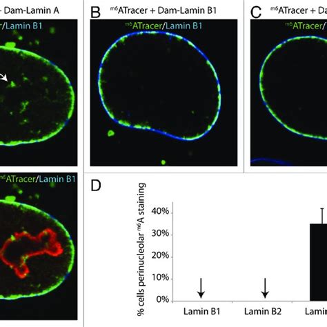 Lamin A And BAF Compete With Lamin B1 For LAD Binding A M6 A