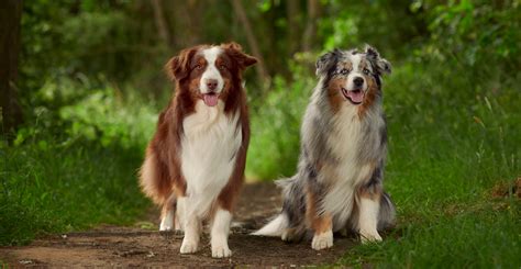 Australian Shepherds: Beautiful, Colorful & Arthritis Issues