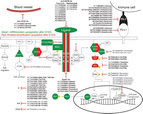 Detailed Schematic Of Adaptive And Acquired GDP KRASG12C Inhibitor