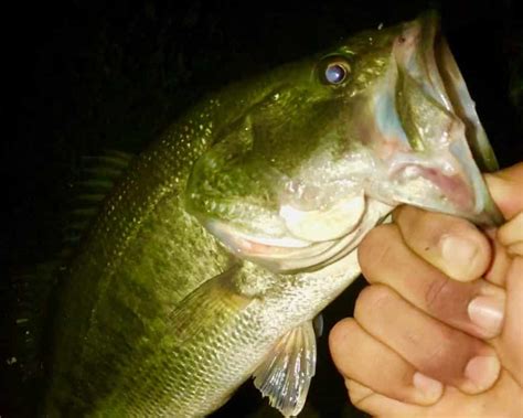 What Are The Best Night Fishing Lights Rangetoreel