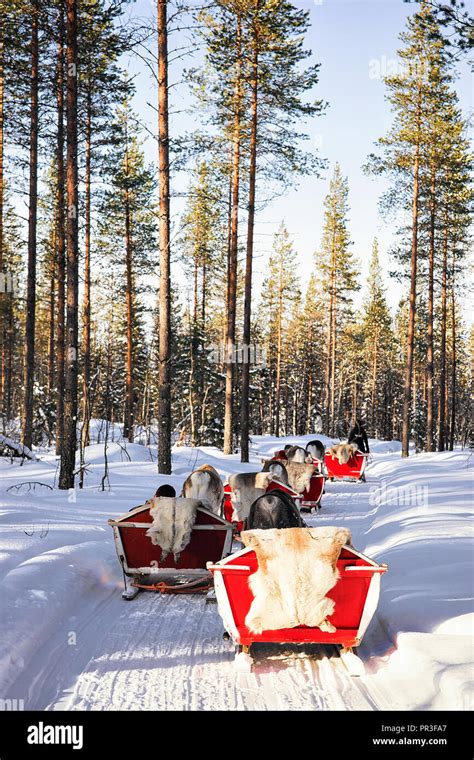 Rovaniemi Finland March 5 2017 Reindeer Sleigh Safari Ride In