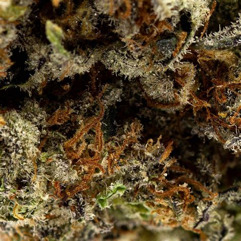 Buy God Smack (Skookum Cannabis) | Best Deals in Canada | XpressGrass
