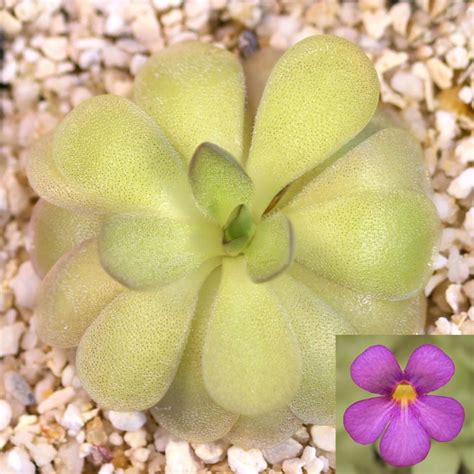 Pinguicula Agnata X Cyclosecta Butterwort Hybrid Curious Plant