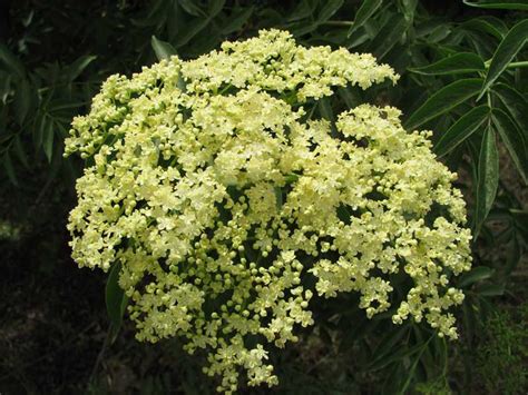 Бузина исключительно полезна | Полезные советы