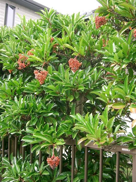 Viburnum Odoratissimum Sweet Hello Hello Plants