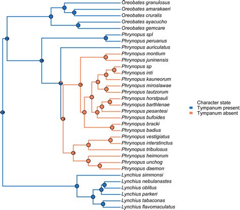 Evolutionary radiation of earless frogs in the Andes: molecular