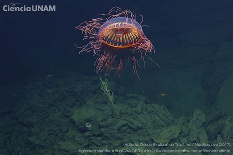 Ciencia UNAM on Twitter ImagendelDía Entre los seres que habitan