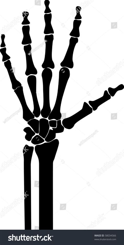 Silhouette Skeleton Hand Stock Vector Illustration 58034566 Shutterstock