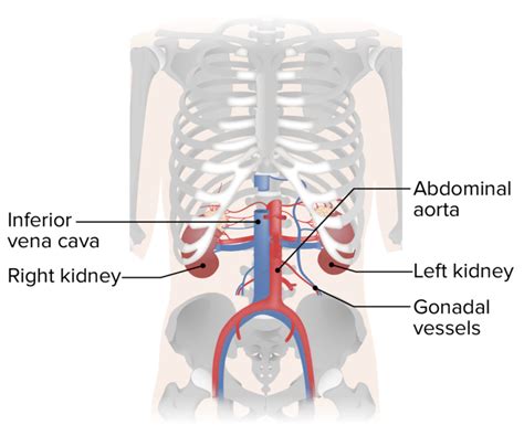 Posterior Abdominal Wall Anatomy Concise Medical Knowledge