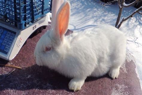 Кролик Белый паннон: характеристика, фото, продуктивность