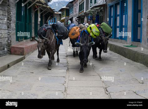 Yak Transport Hi Res Stock Photography And Images Alamy